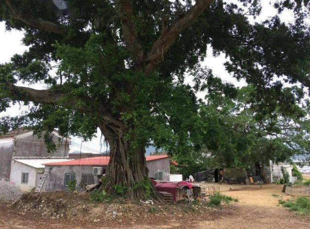 榕树适合种在家里吗风水,榕树为什么不能种在家里 榕树适合种在家里吗风水,榕树为什么不能种在家里