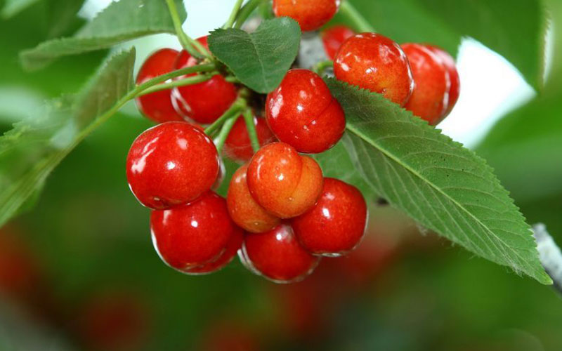 家里种樱桃树对风水好吗，桃树是凶树还是吉树