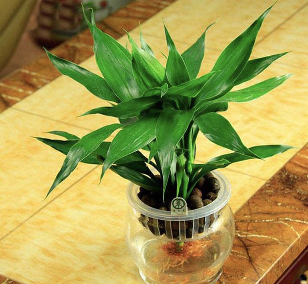 富贵竹风水禁忌都有哪些，富贵竹插几支最好