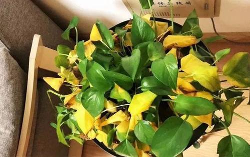 家里养绿萝的禁忌风水，绿萝招鬼是真的吗