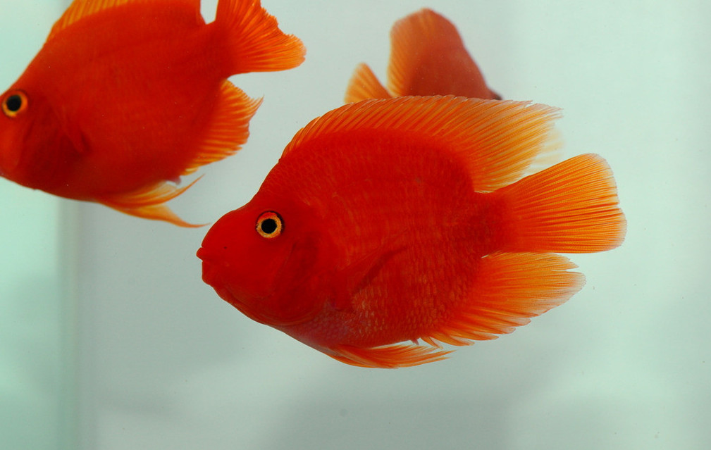 最强风水鱼是什么鱼图片，鲶鱼在风水上代表啥