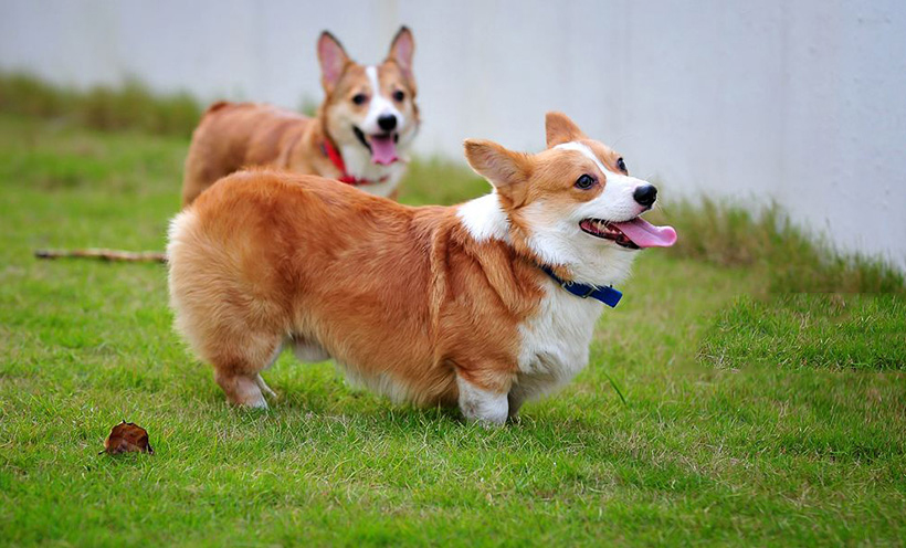 家里养狗真能旺家吗视频,白狗上门的风水 家里养狗真能旺家吗视频,白狗上门的风水