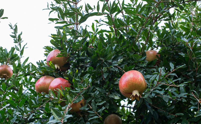 家里院里种什么果树风水好，排名第一最好的镇宅树
