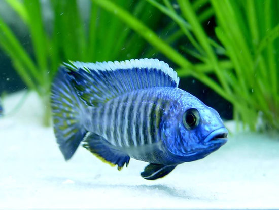 最强风水鱼是什么鱼图片，鲶鱼在风水上代表啥