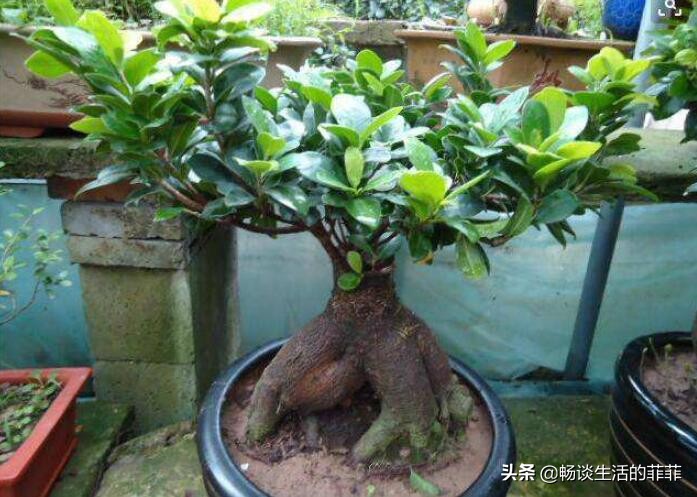 小叶榕树的风水禁忌是什么，榕树盆景放客厅吉利吗