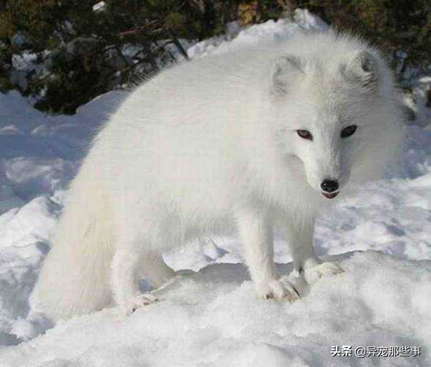 狐狸为什么不能随便养了，养狐狸在风水上的说法