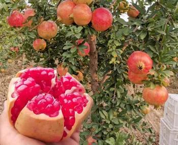 屋后种什么树风水好，屋后种什么树有靠山