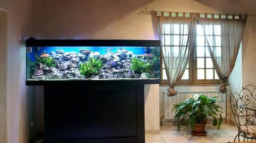 家里养什么鱼好风水好,不宜养鱼的4个属相 家里养什么鱼好风水好,不宜养鱼的4个属相