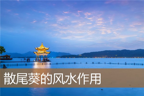 散尾葵的风水作用与禁忌,散尾葵放客厅大忌 散尾葵的风水作用与禁忌,散尾葵放客厅大忌