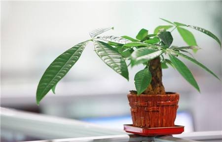 室内种什么植物风水最好呢,镇宅最吉利的三种花 室内种什么植物风水最好呢,镇宅最吉利的三种花