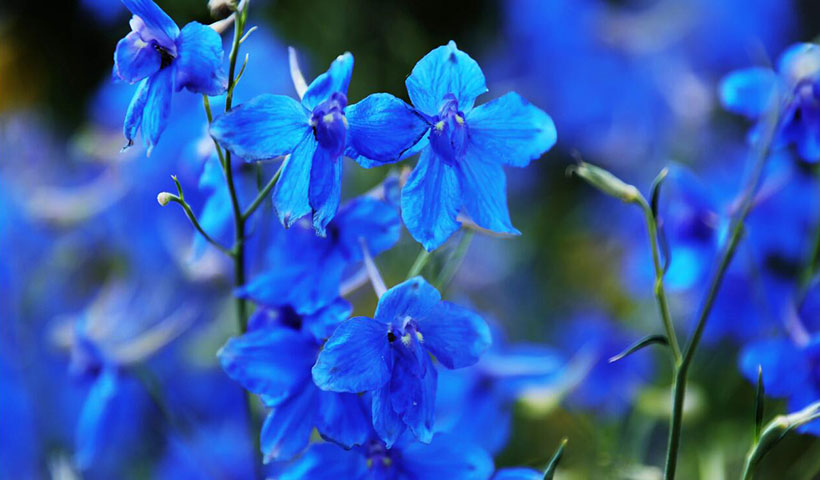 家里坚决不能养的花风水，三种最旺家的花