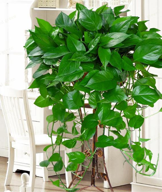 家里养绿萝的禁忌风水，绿萝招鬼是真的吗