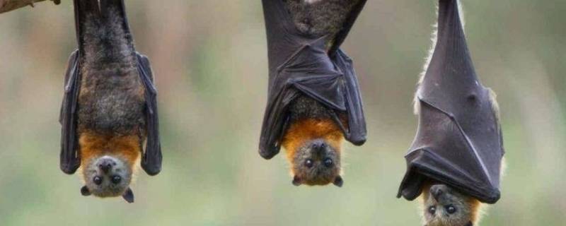 家里有蝙蝠怎么驱赶出去，蝙蝠入宅三年风水说法