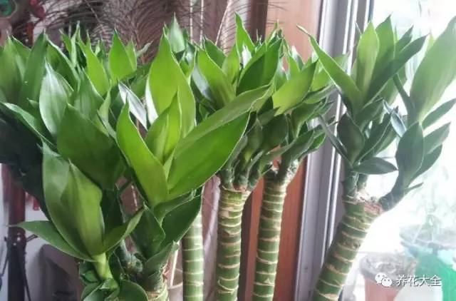 富贵竹怎样摆放风水好,富贵竹摆放位置图片 富贵竹怎样摆放风水好,富贵竹摆放位置图片