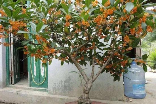 房后种什么树风水好呢,房屋后面适合栽什么树 房后种什么树风水好呢,房屋后面适合栽什么树