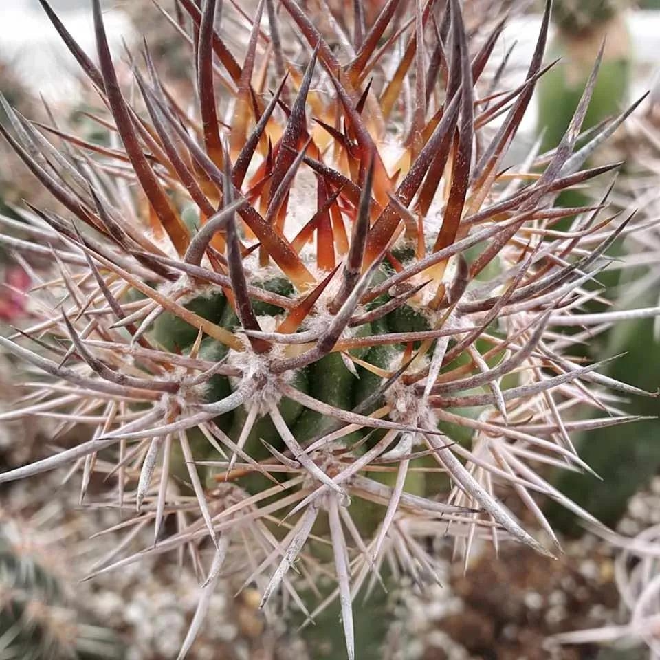 带刺的植物对风水，镇宅最吉利的三种花