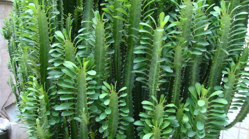 家里摆放什么绿植最好风水，镇宅最吉利的三种花