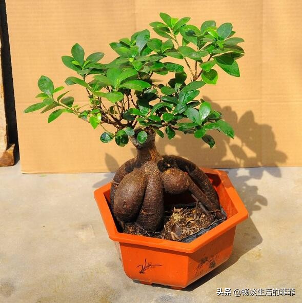 小叶榕树的风水禁忌是什么，榕树盆景放客厅吉利吗