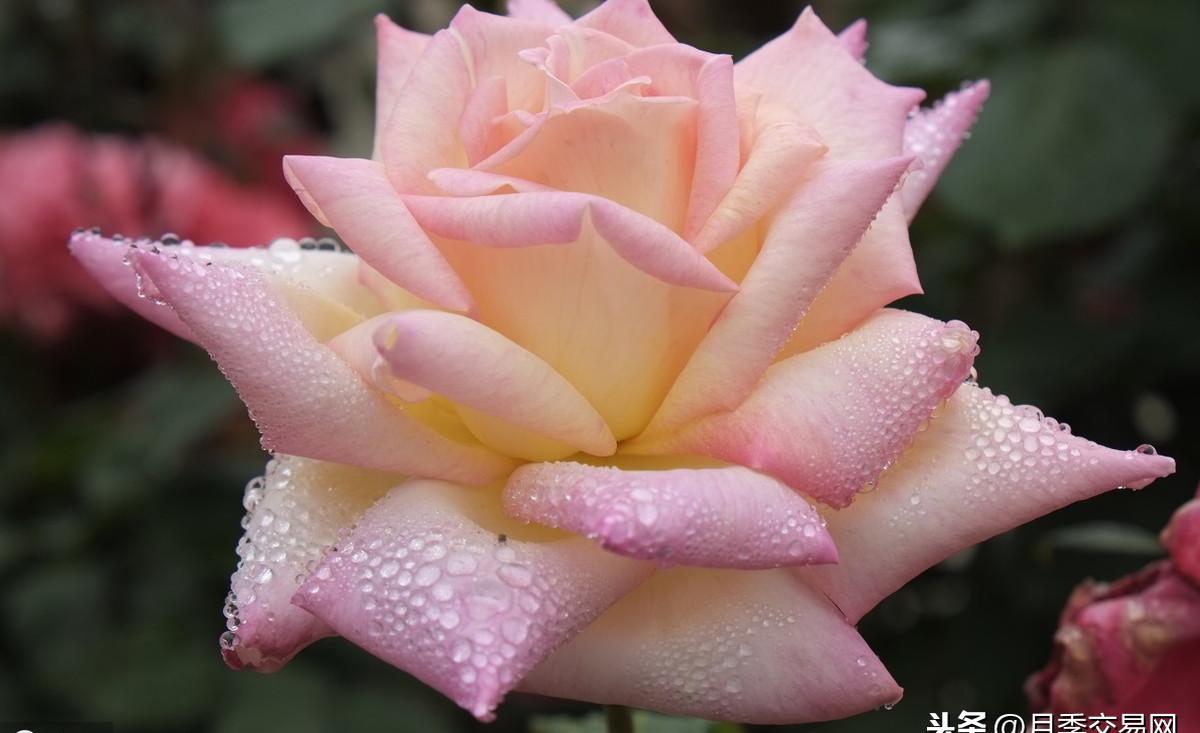 月季花风水上有忌讳吗，月季花为啥不吉利