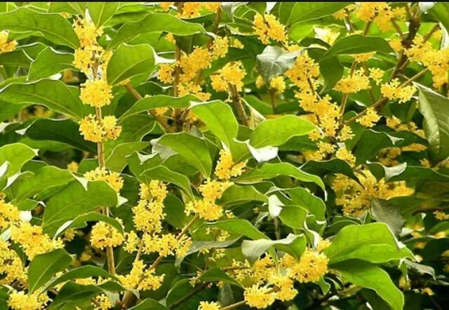 桂花树结果是好兆头吗风水，桂花树有公母之分吗