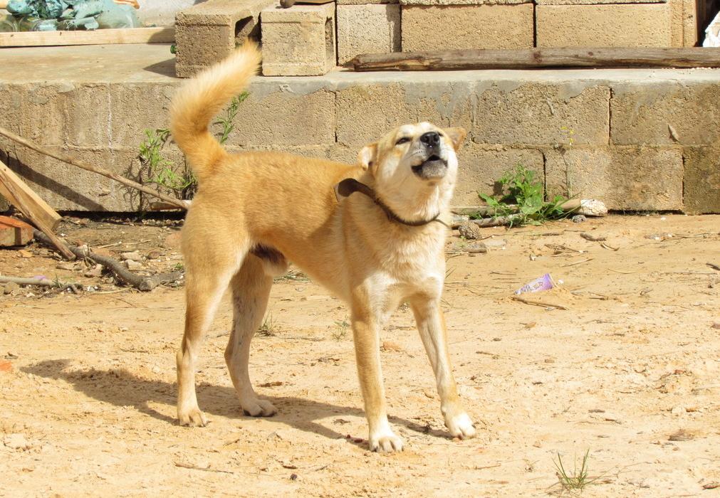 家里养狗真能旺家吗视频,白狗上门的风水 家里养狗真能旺家吗视频,白狗上门的风水