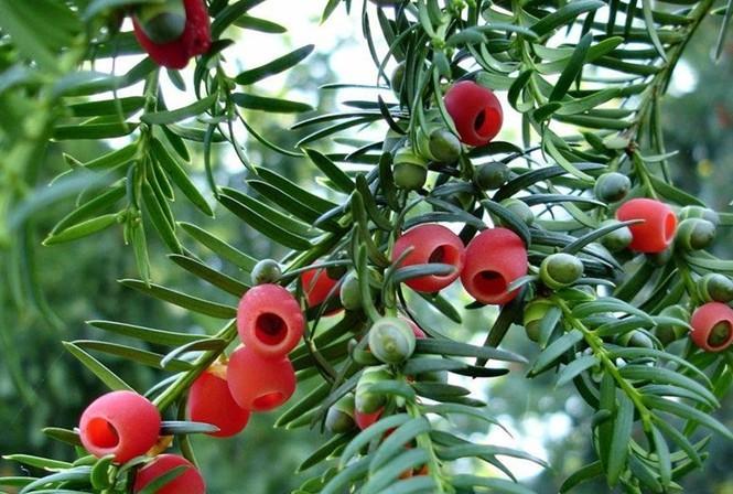 家里养什么花风水好又旺财,镇宅最吉利的三种花 家里养什么花风水好又旺财,镇宅最吉利的三种花