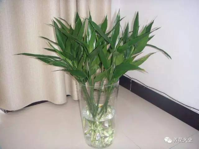 富贵竹怎样摆放风水好,富贵竹摆放位置图片 富贵竹怎样摆放风水好,富贵竹摆放位置图片