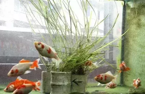 家中养鱼6大风水禁忌图片，不宜养鱼的4个属相