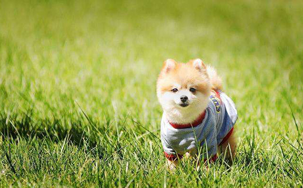 属狗的和什么属相最配婚姻,属狗最忌讳的三个生肖 属狗的和什么属相最配婚姻,属狗最忌讳的三个生肖