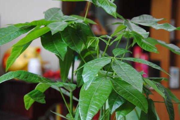 属狗的适合养什么植物花,属狗的幸运植物和花 属狗的适合养什么植物花,属狗的幸运植物和花