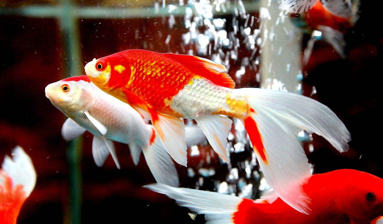 家里风水鱼养几条好旺财，最旺财的九鱼图