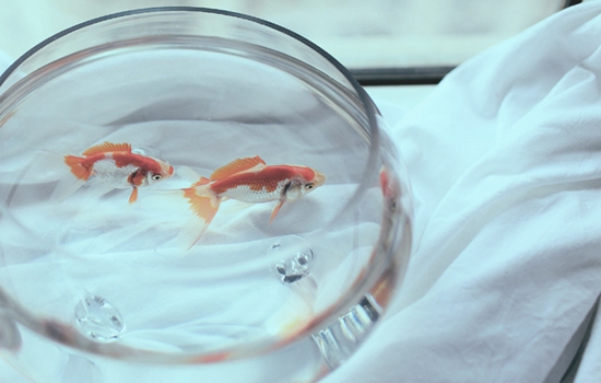 最招财的风水鱼是哪一种鱼，最旺财的九鱼图