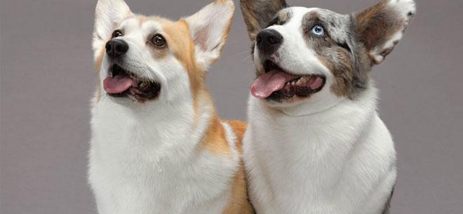 属狗的几月出生最好命,十狗九苦哪个月份最苦 属狗的几月出生最好命,十狗九苦哪个月份最苦