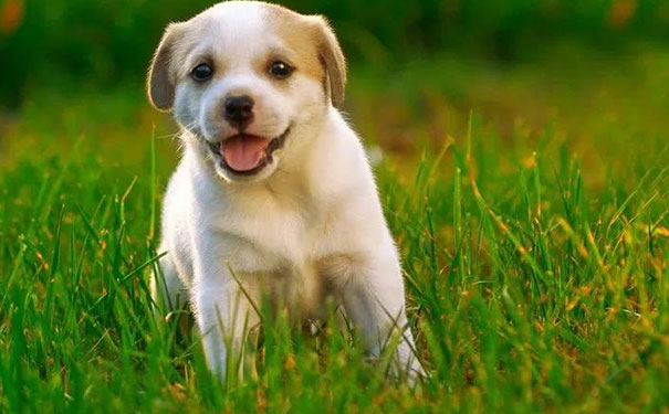 属狗的人干什么最挣钱呢,属狗禁干的行业 属狗的人干什么最挣钱呢,属狗禁干的行业