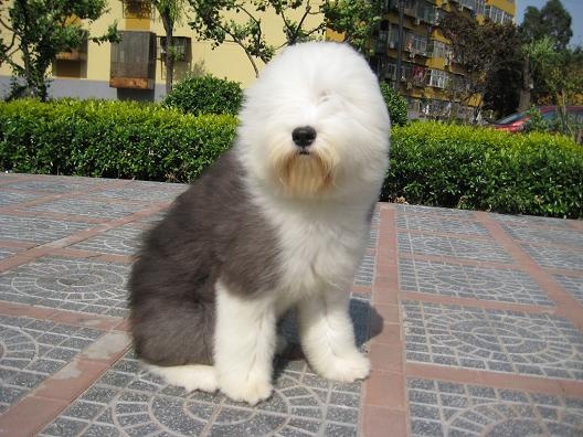 家里养两只狗影响风水吗,白狗上门的风水 家里养两只狗影响风水吗,白狗上门的风水