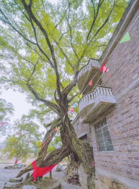 榕树适合种在家里吗风水,榕树为什么不能种在家里 榕树适合种在家里吗风水,榕树为什么不能种在家里