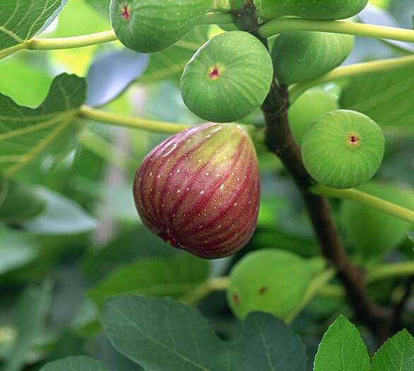 无花果是凶树还是吉树图片，无花果树能旺风水吗