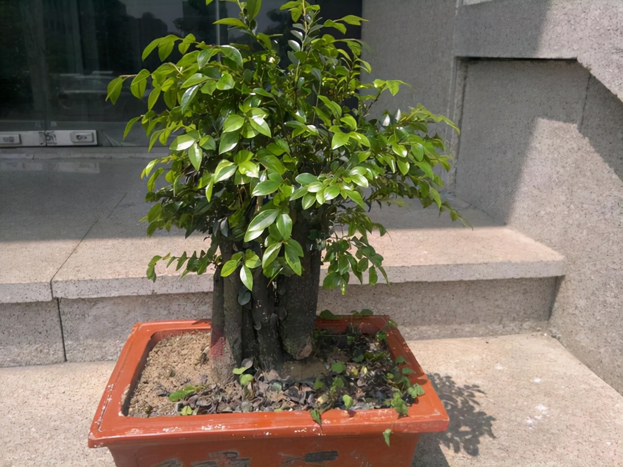 小叶紫檀盆景怎么养护，小叶紫檀的风水寓意