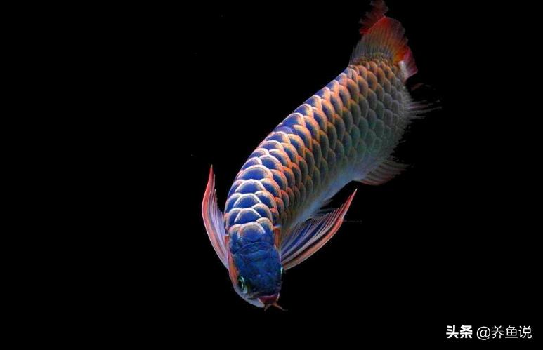 招财风水鱼养几条好,家里风水鱼养几条好旺财 招财风水鱼养几条好,家里风水鱼养几条好旺财