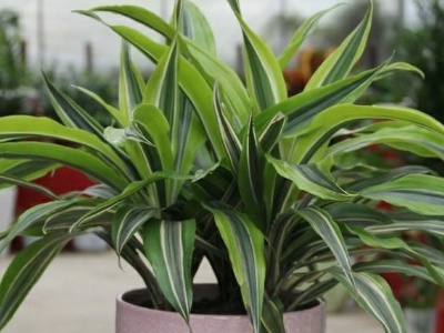 狐尾龙舌兰怎么养，龙舌兰的寓意和象征风水