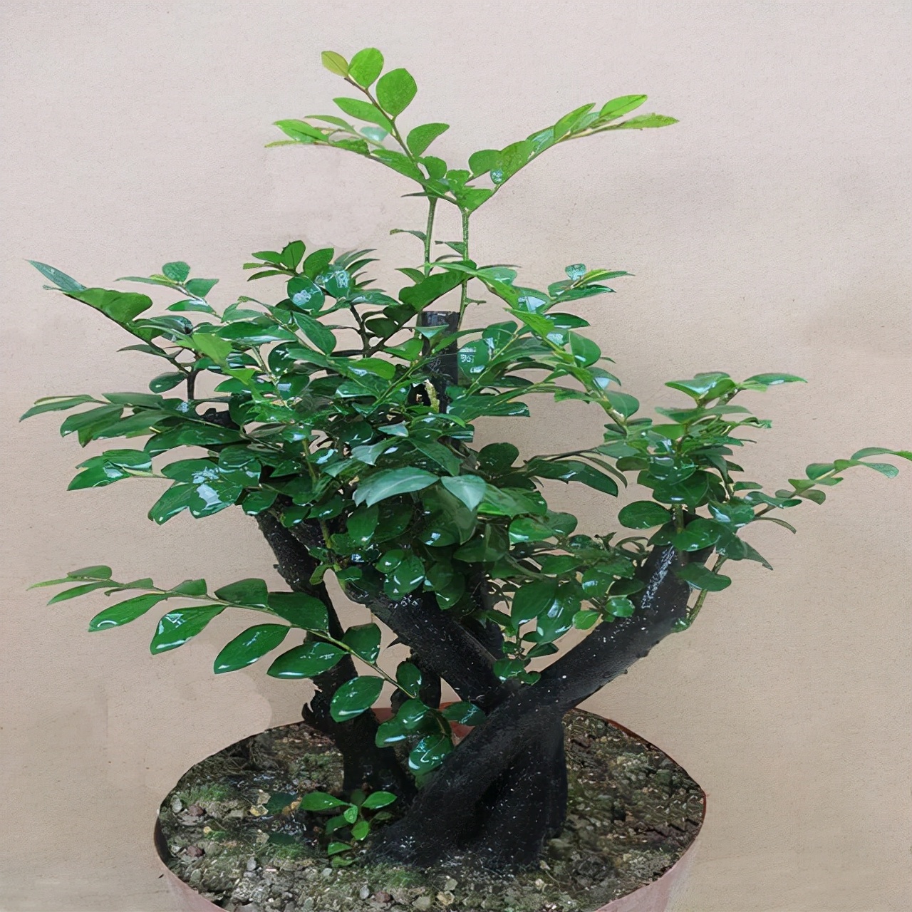 小叶紫檀盆景怎么养护，小叶紫檀的风水寓意