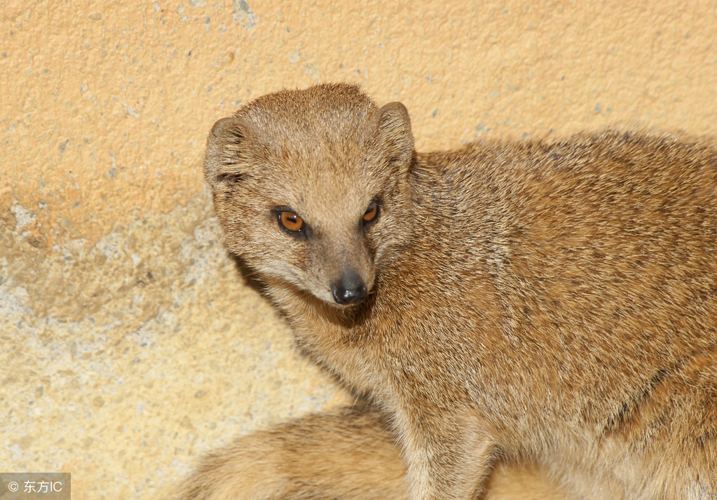 白天黄鼠狼进家是什么兆头，黄鼠狼进宅的风水