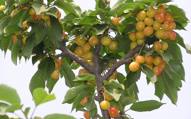 家里种樱桃树对风水好吗，桃树是凶树还是吉树