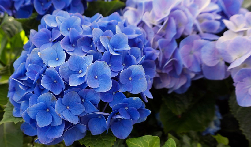 家里坚决不能养的花风水，三种最旺家的花