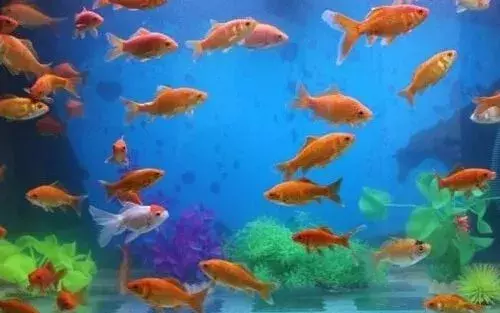 家中养鱼6大风水禁忌图片，不宜养鱼的4个属相