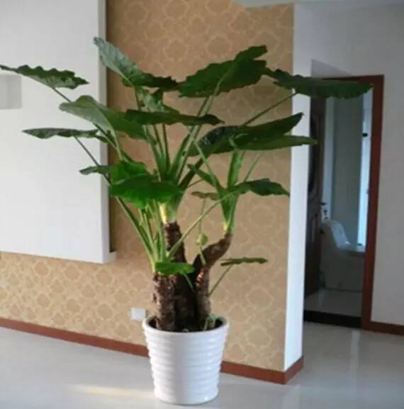 滴水观音摆放风水学图,滴水观音一年毒死多少人 滴水观音摆放风水学图,滴水观音一年毒死多少人