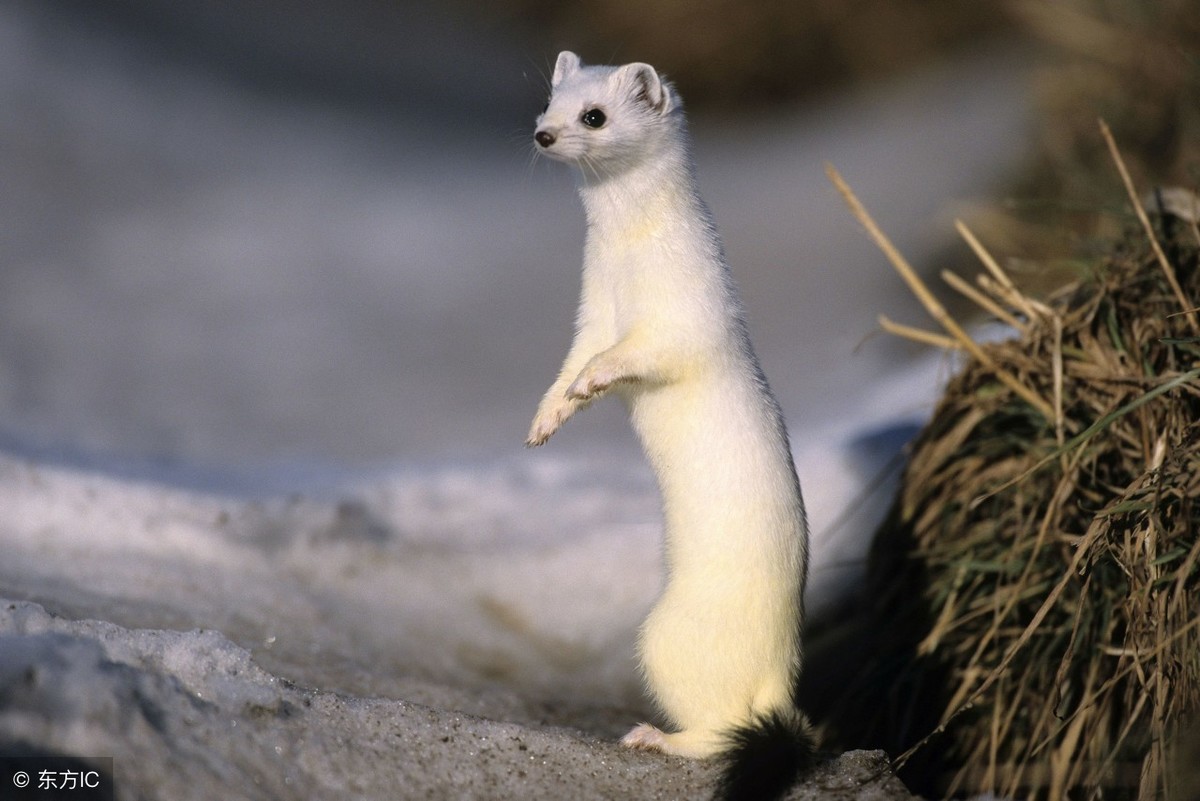 白天黄鼠狼进家是什么兆头，黄鼠狼进宅的风水