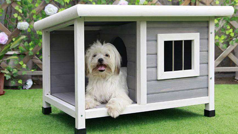 家里狗窝放在哪里能旺财，狗睡门口风水招财