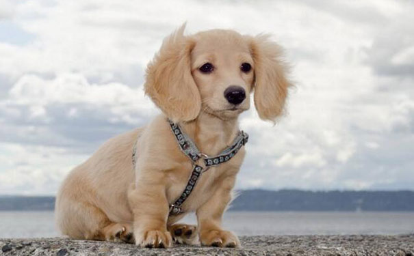 属狗的人一生有几个情人呢，属狗女人床上爱你的表现