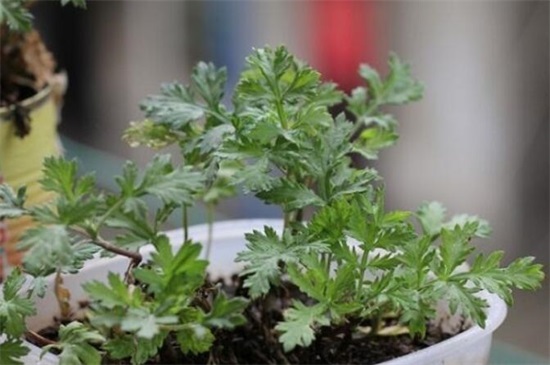 家里种艾草风水好吗视频,艾草风水禁忌 家里种艾草风水好吗视频,艾草风水禁忌